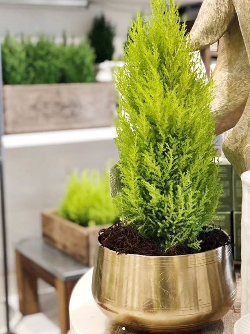  Lemon Cypress_0