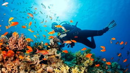 Saona Island Tour - Price per Person