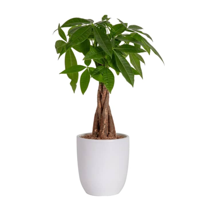 Chinese Money Tree _0