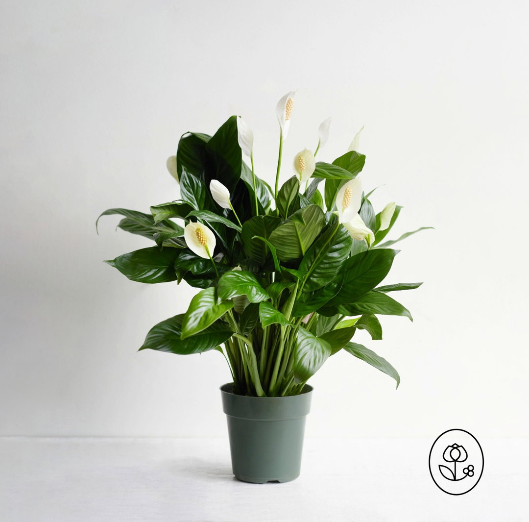 Peace Lily