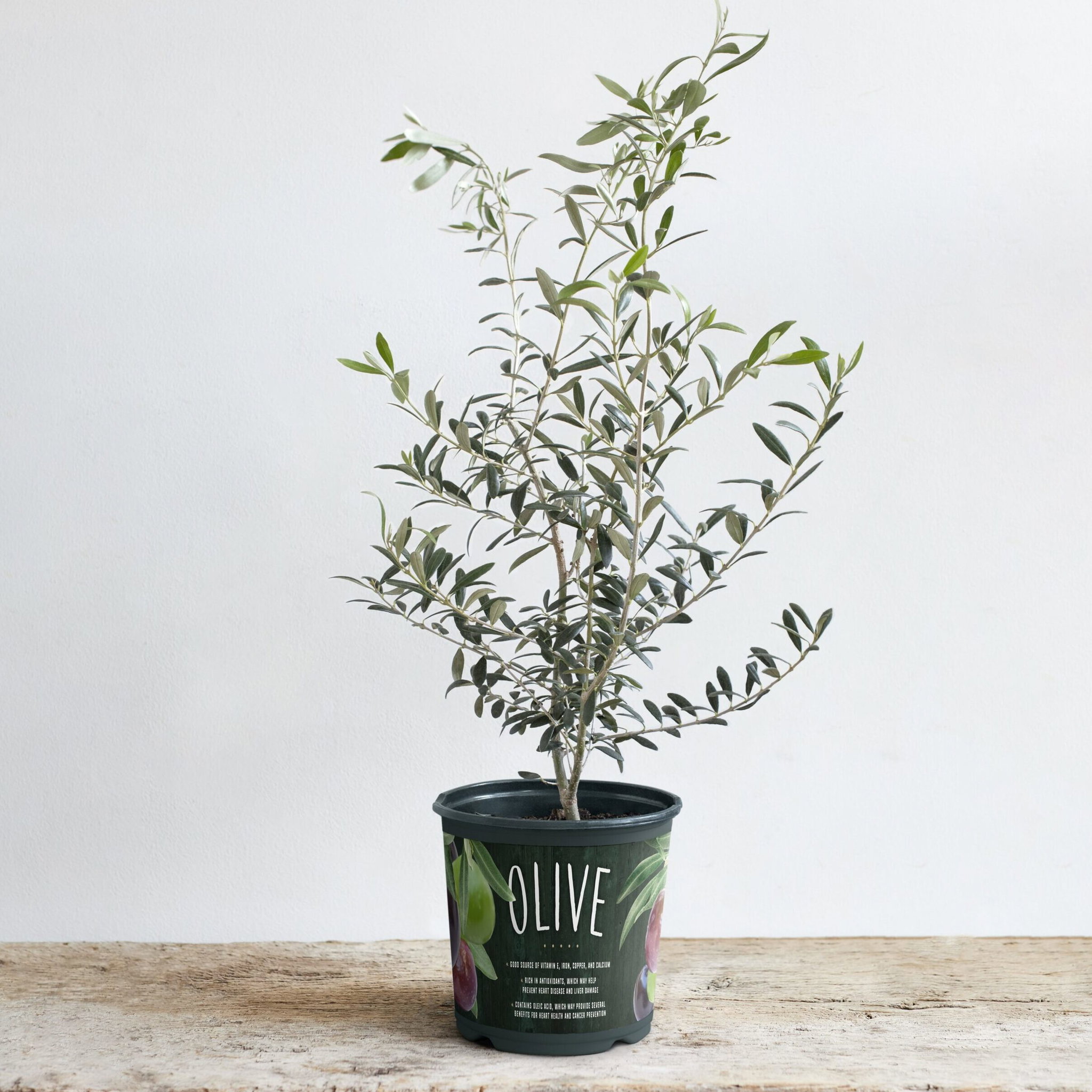 Olive Tree_0
