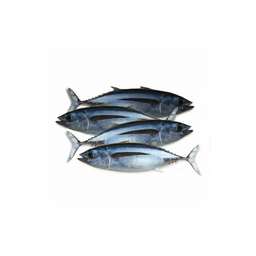 Tongkol utuh 500gram