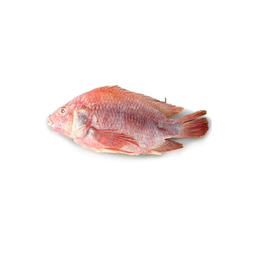 Nila utuh bersih 480gram
