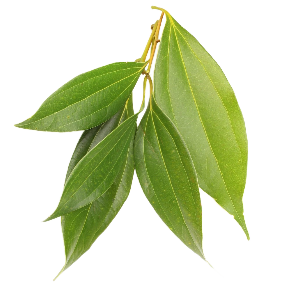 Cinnamon Leaves