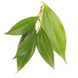 Cinnamon Leaves