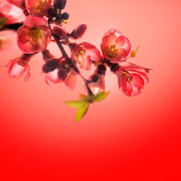 Les Floraux
