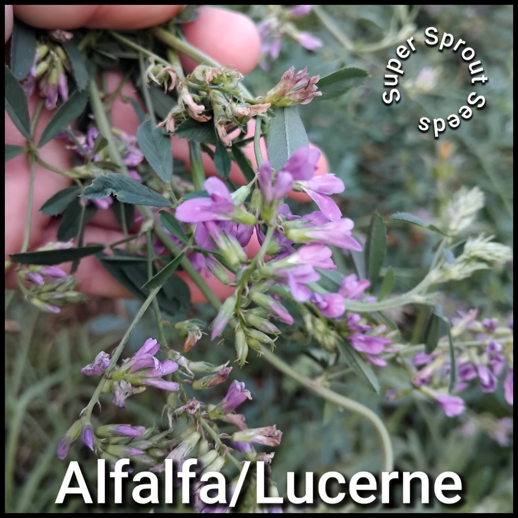 Alfalfa/Lucerne x 100+ seeds_1