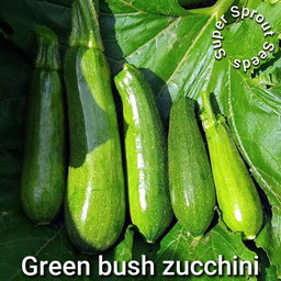 🥒GREEN BUSH ZUCCHINI 🥒 x 10 seeds
