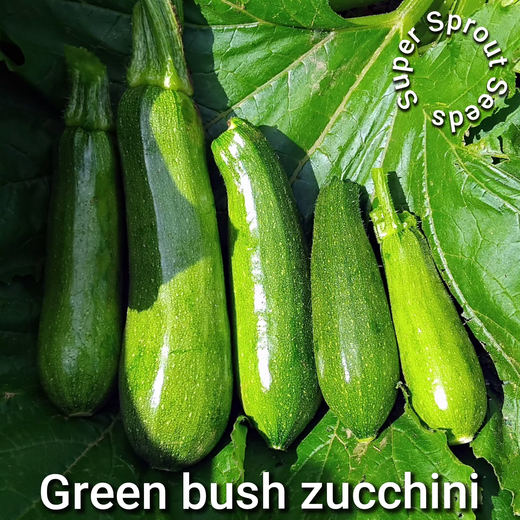 🥒GREEN BUSH ZUCCHINI 🥒 x 10 seeds_2