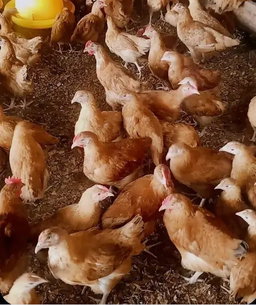 Improved Kienyeji Chicks