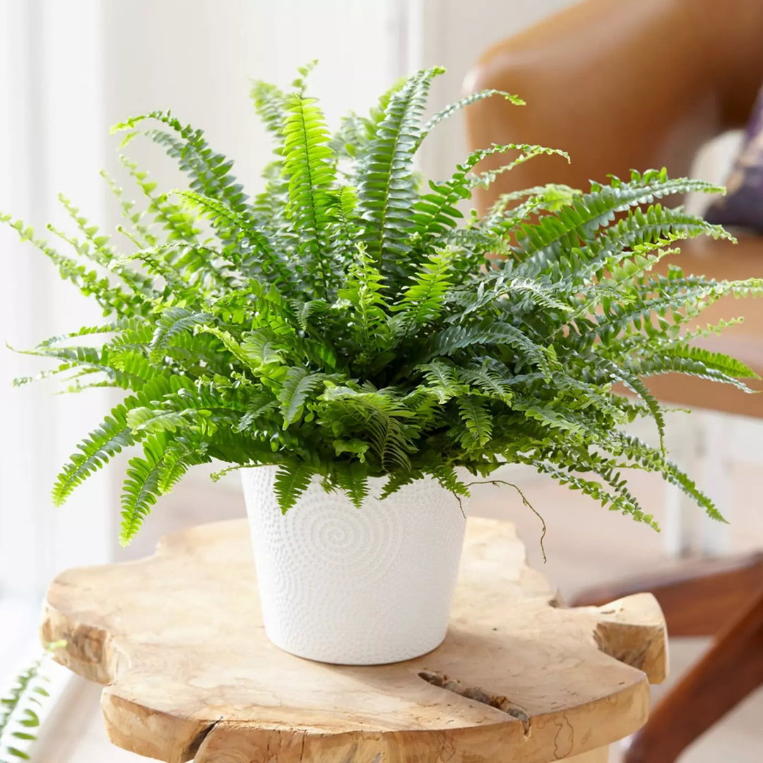 Boston Ferns