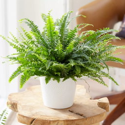 Boston Ferns 