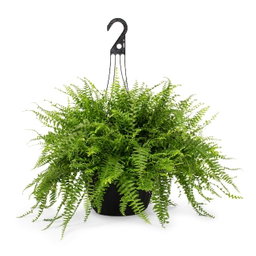 Boston Ferns 