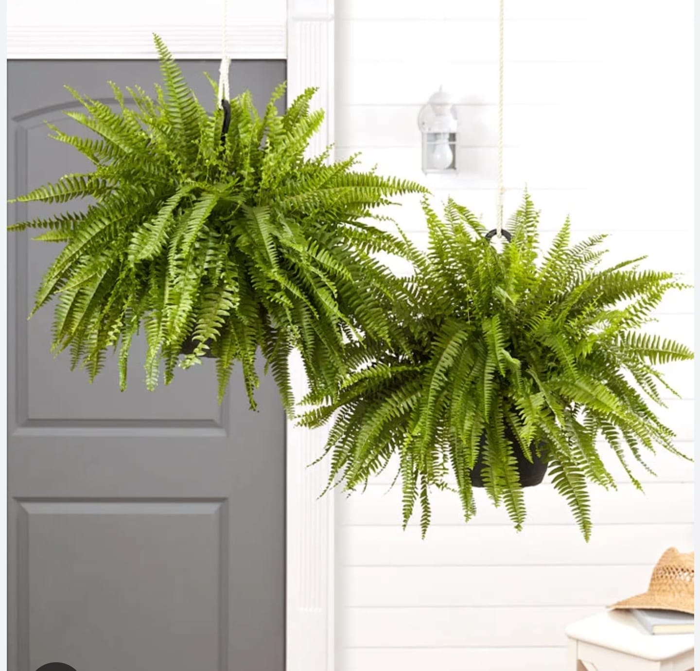 Boston Ferns _1