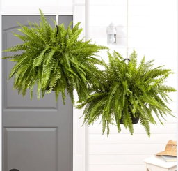 Boston Ferns 