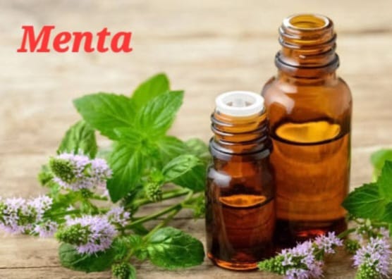 Fragancia Menta_0