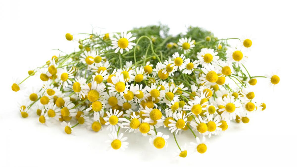 Fragancia Manzanilla_0