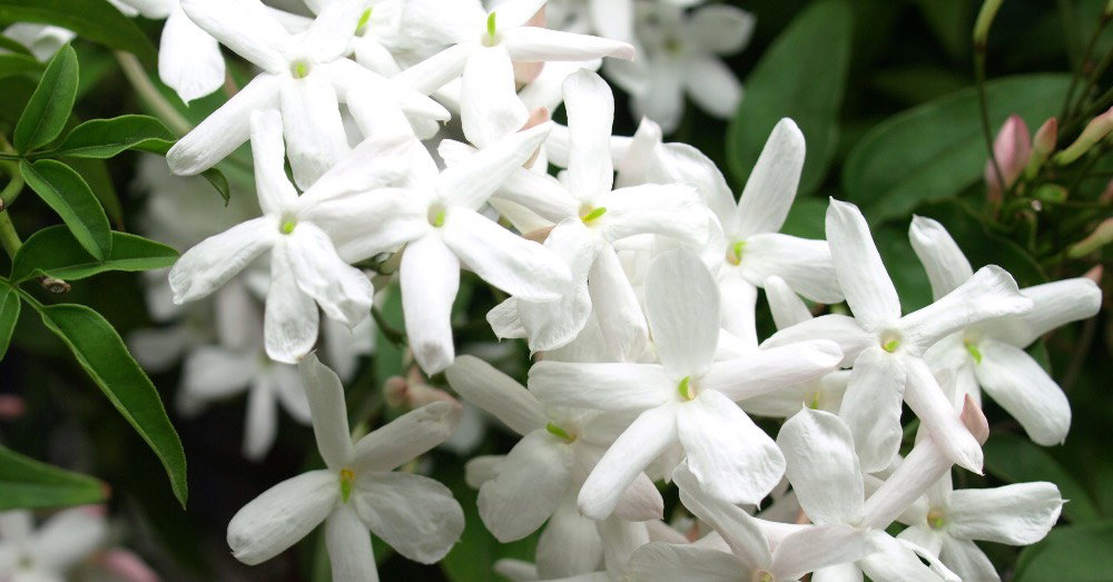 Fragancia Jazmín_0