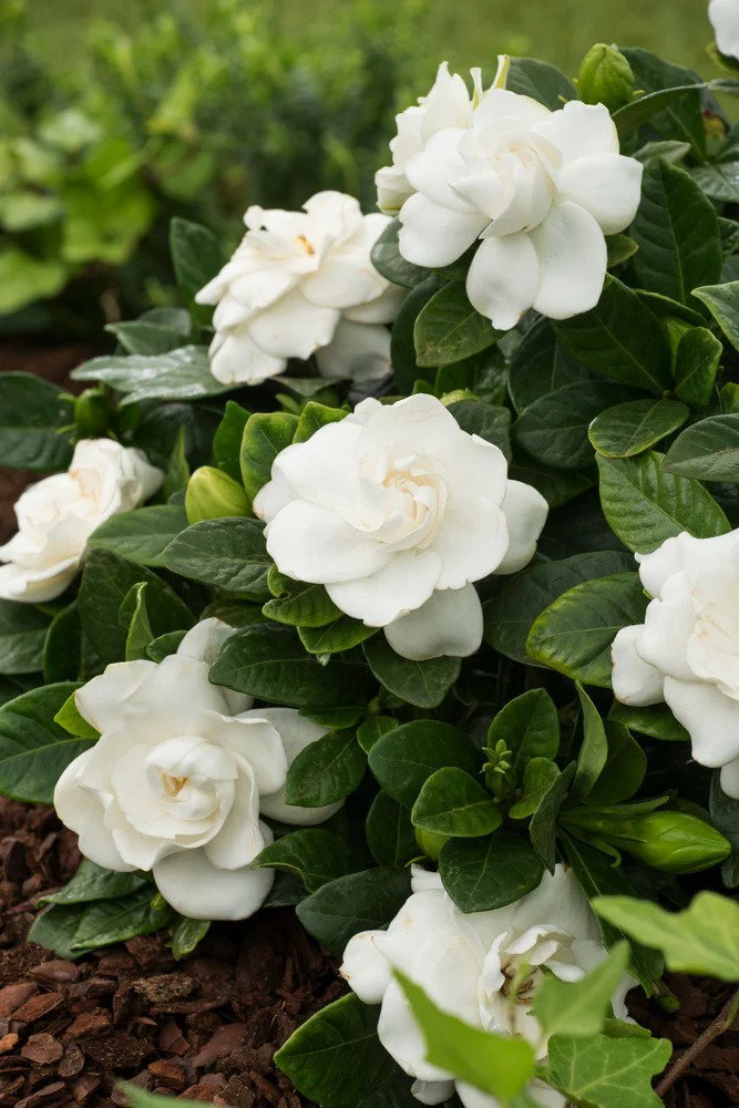 Fragancia Gardenia_0
