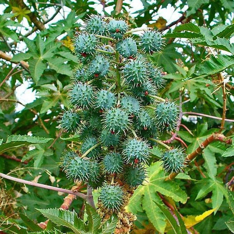 Aceite de Castor o Ricino prensado en frio (Comestible)_0