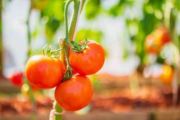 Tomate 