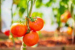 Légumes