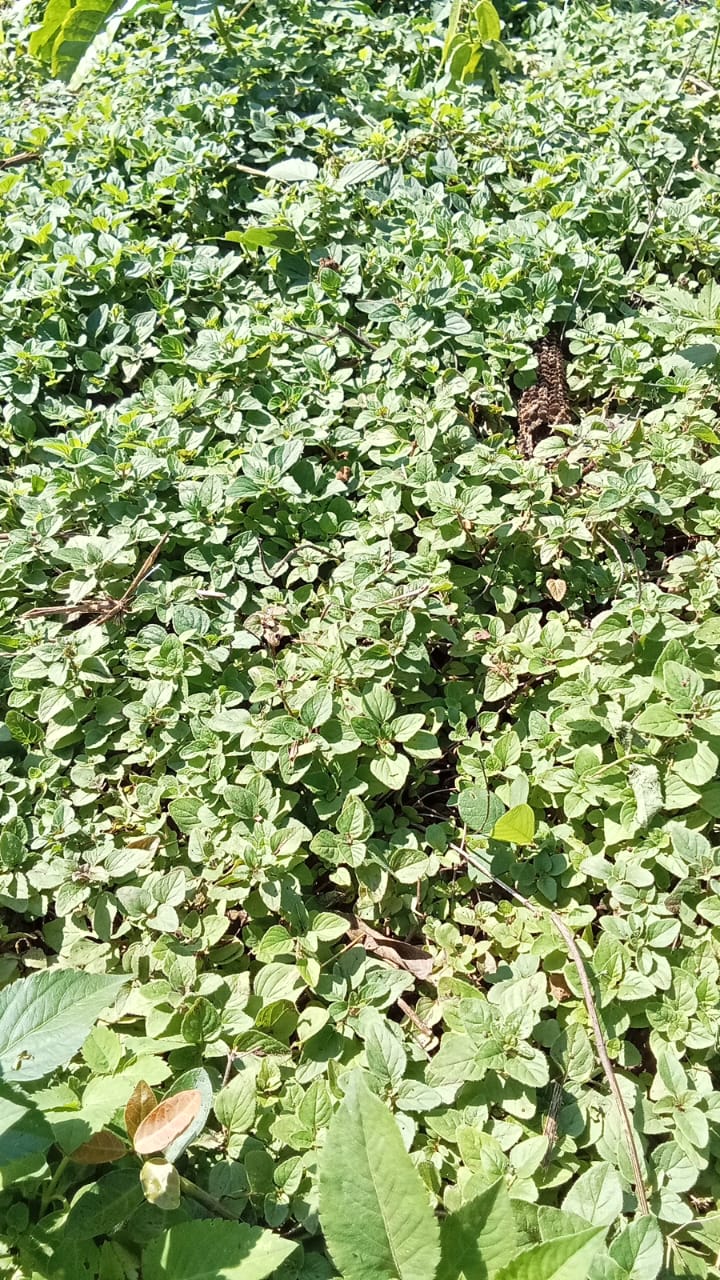Oregano ໂອຣີກາໂນ່_1