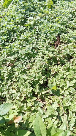 Oregano ໂອຣີກາໂນ່