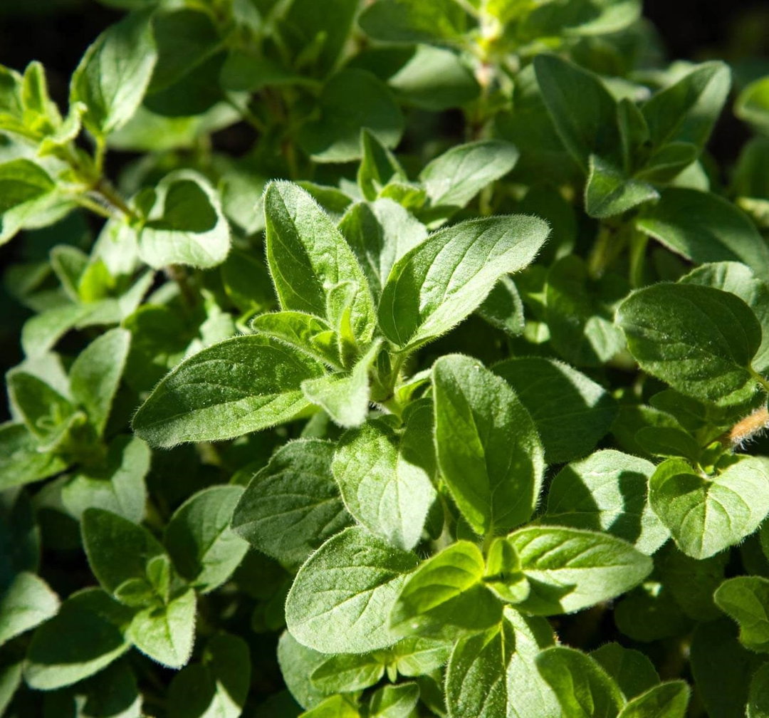 Oregano ໂອຣີກາໂນ່
