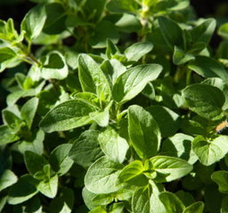 Oregano ໂອຣີກາໂນ່