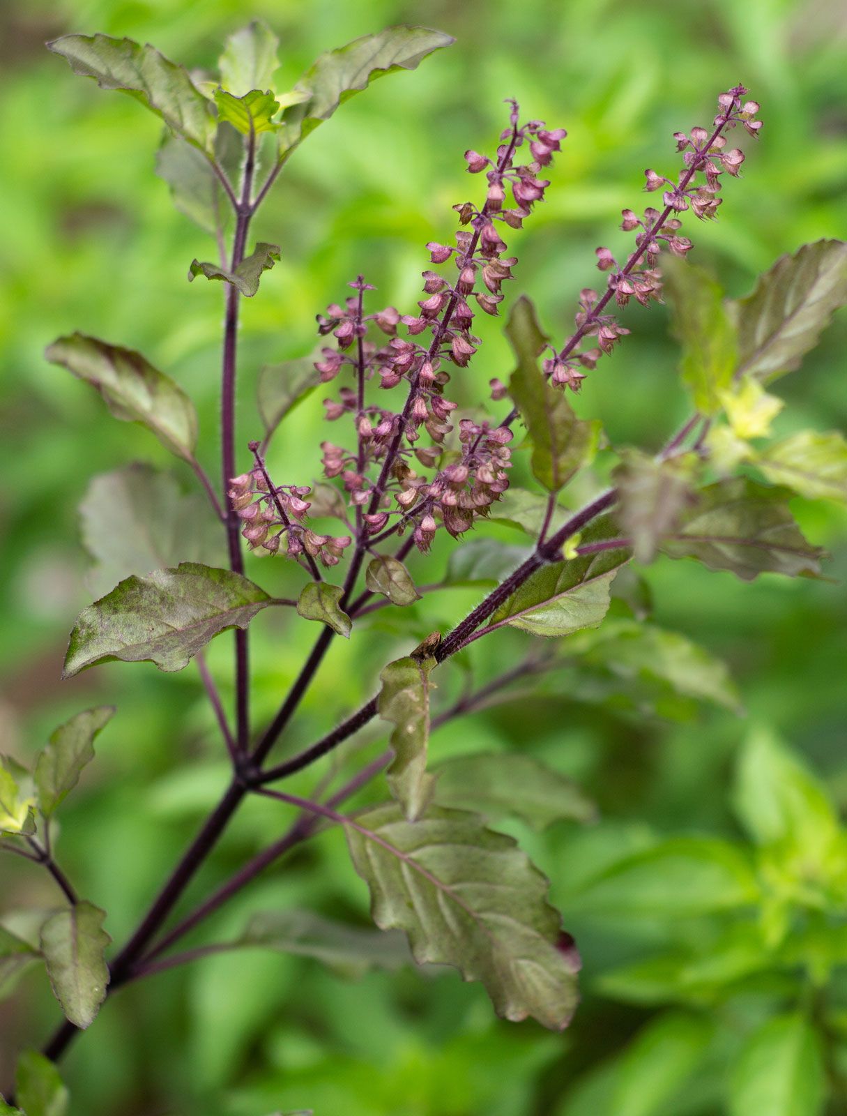 Holy Basil ໃບກະເພົາ_0