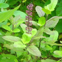Holy Basil ໃບກະເພົາ