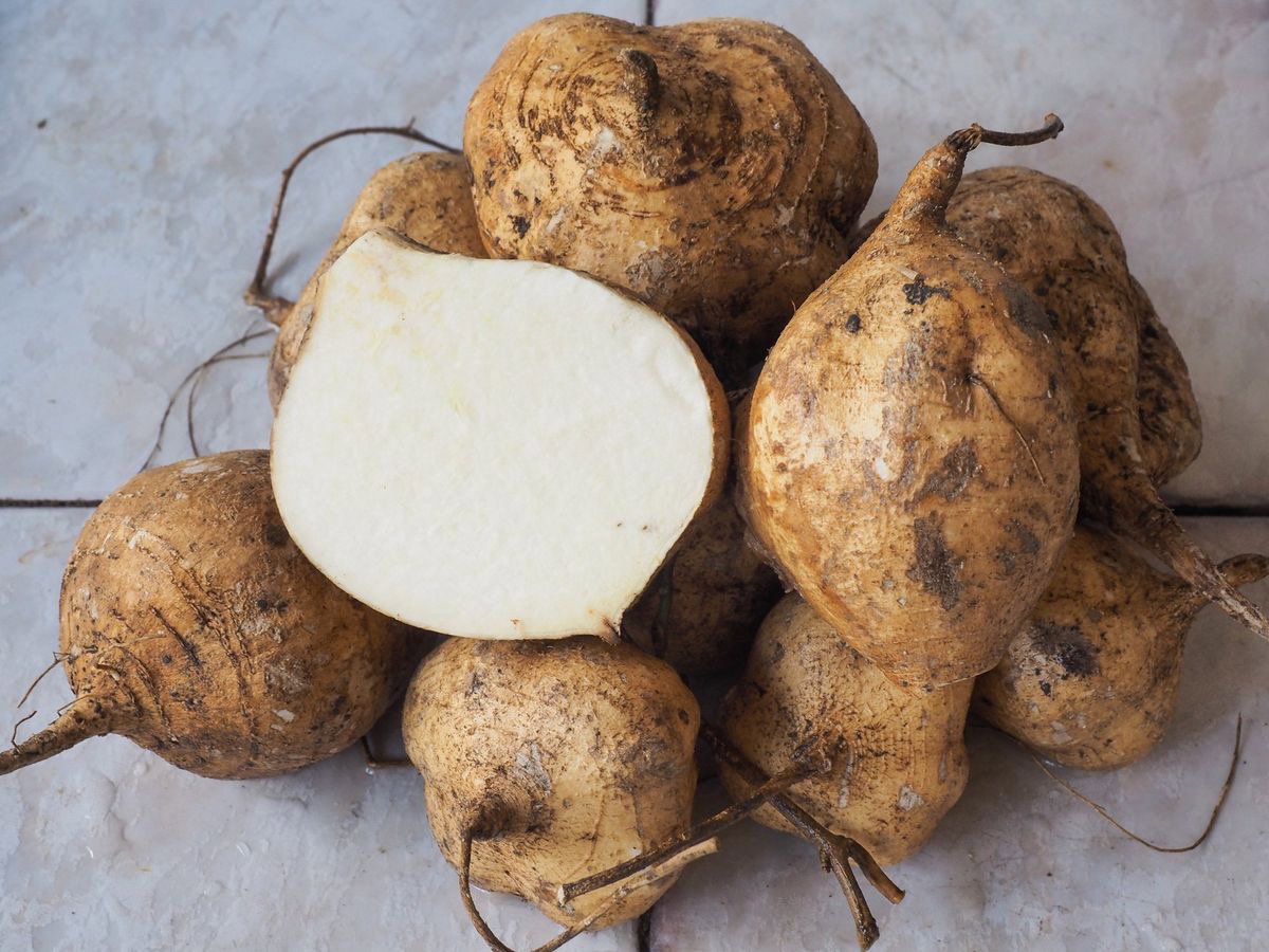 Jicama_0
