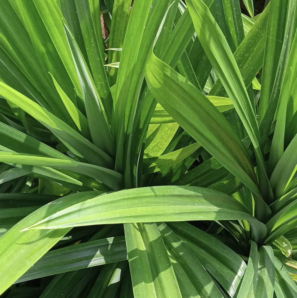 Pandan Leaves ໃບເຕີຍ_0