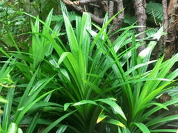 Pandan Leaves ໃບເຕີຍ