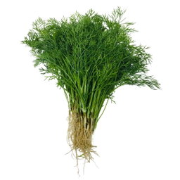 Dill ຜັກຊີ