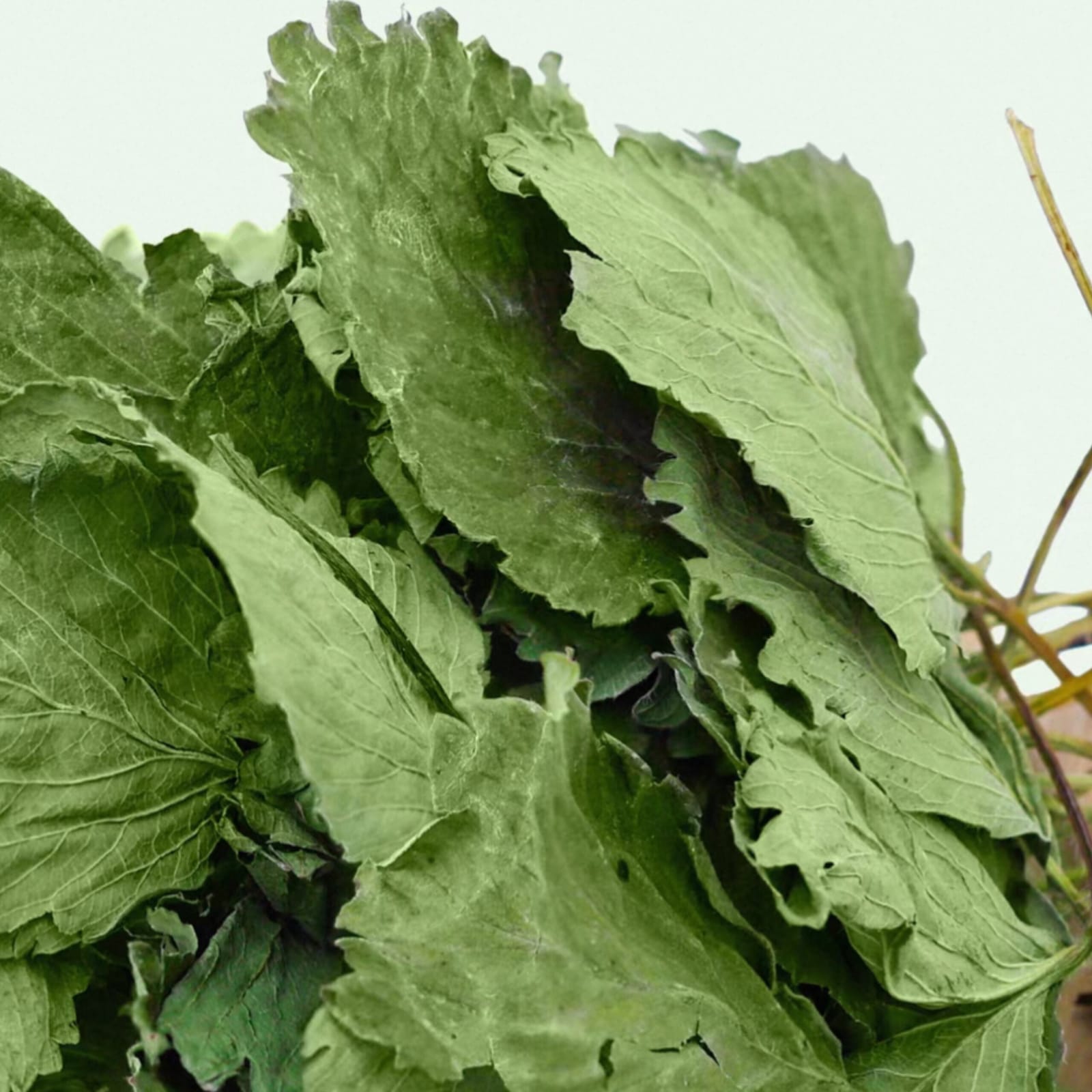 1 For 1 Bundle & Value Pack! Premium Strawberry Leaves For Rabbits & Small Animals (35g + 35g & 140g) _2
