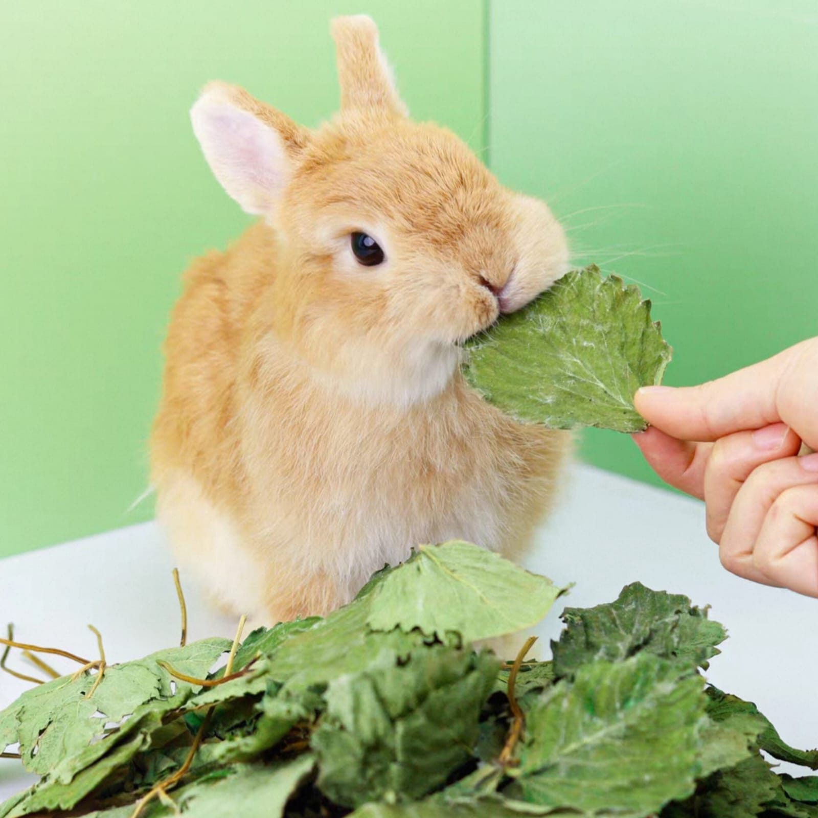 1 For 1 Bundle & Value Pack! Premium Strawberry Leaves For Rabbits & Small Animals (35g + 35g & 140g) _1