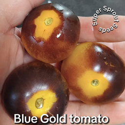 Blue Gold tomato x 10 seeds 