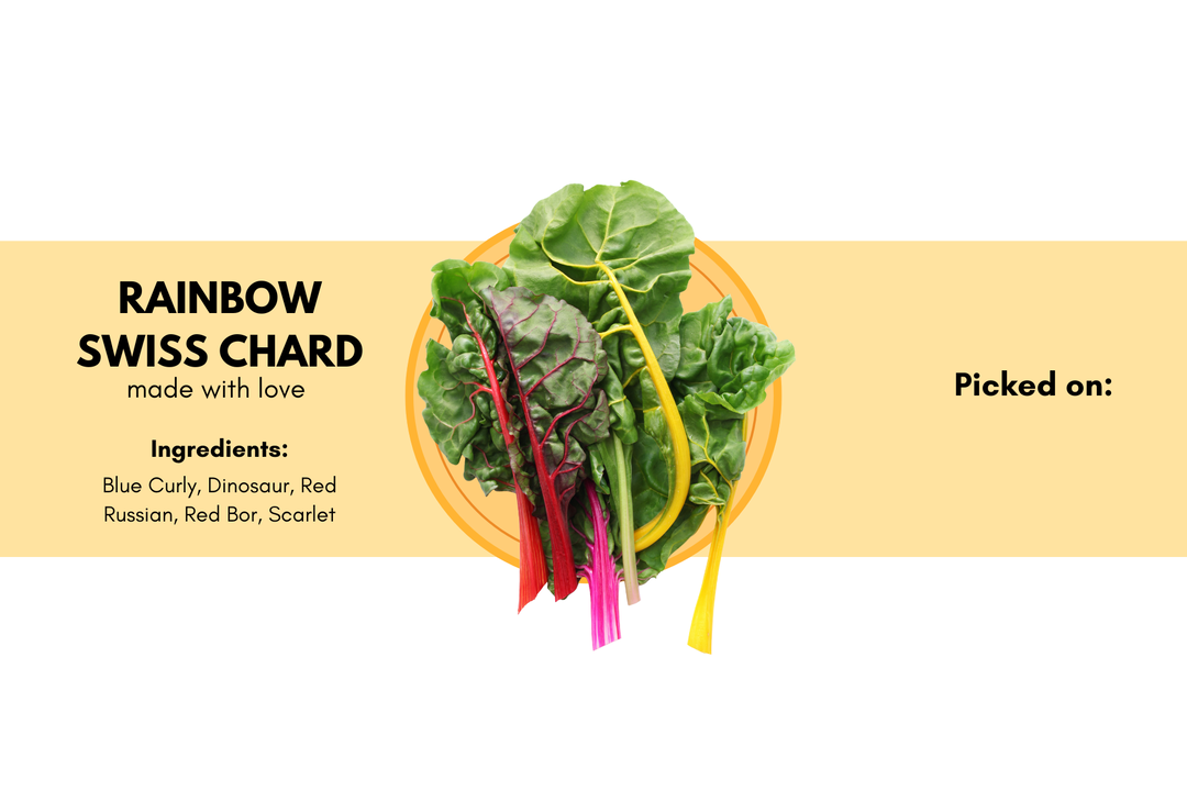 Rainbow Swiss Chard 