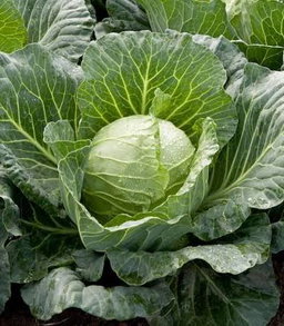 Fresh Vegetables