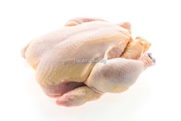 chicken/Ayam