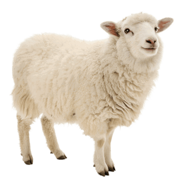 Frozen Australia Mutton/Sheep._1