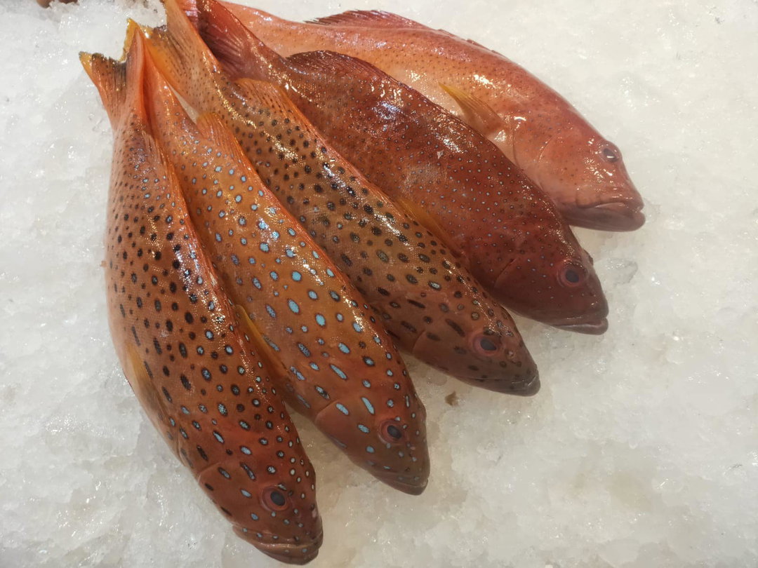 Red Coral Trout - 七星班 - 