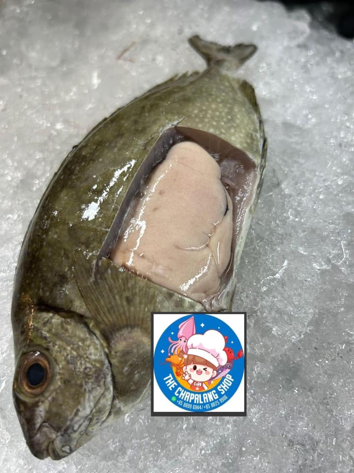 Kasu Rabbit Fish - 白肚鱼