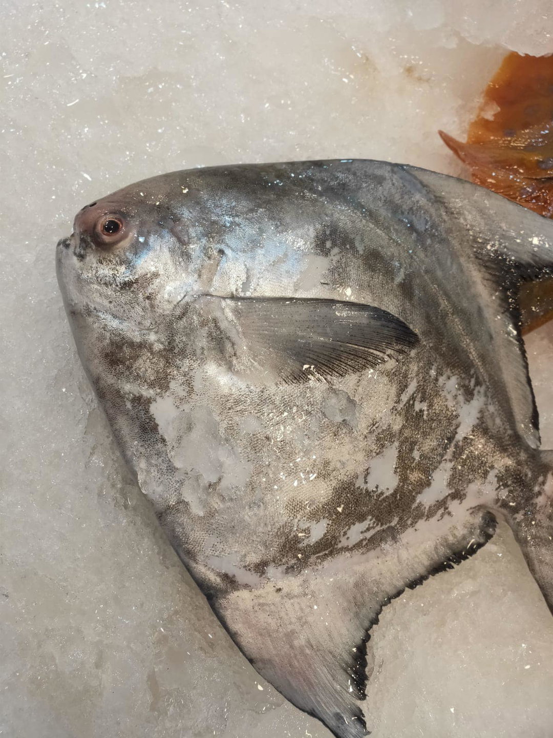 Chinese Pomfret - 斗昌