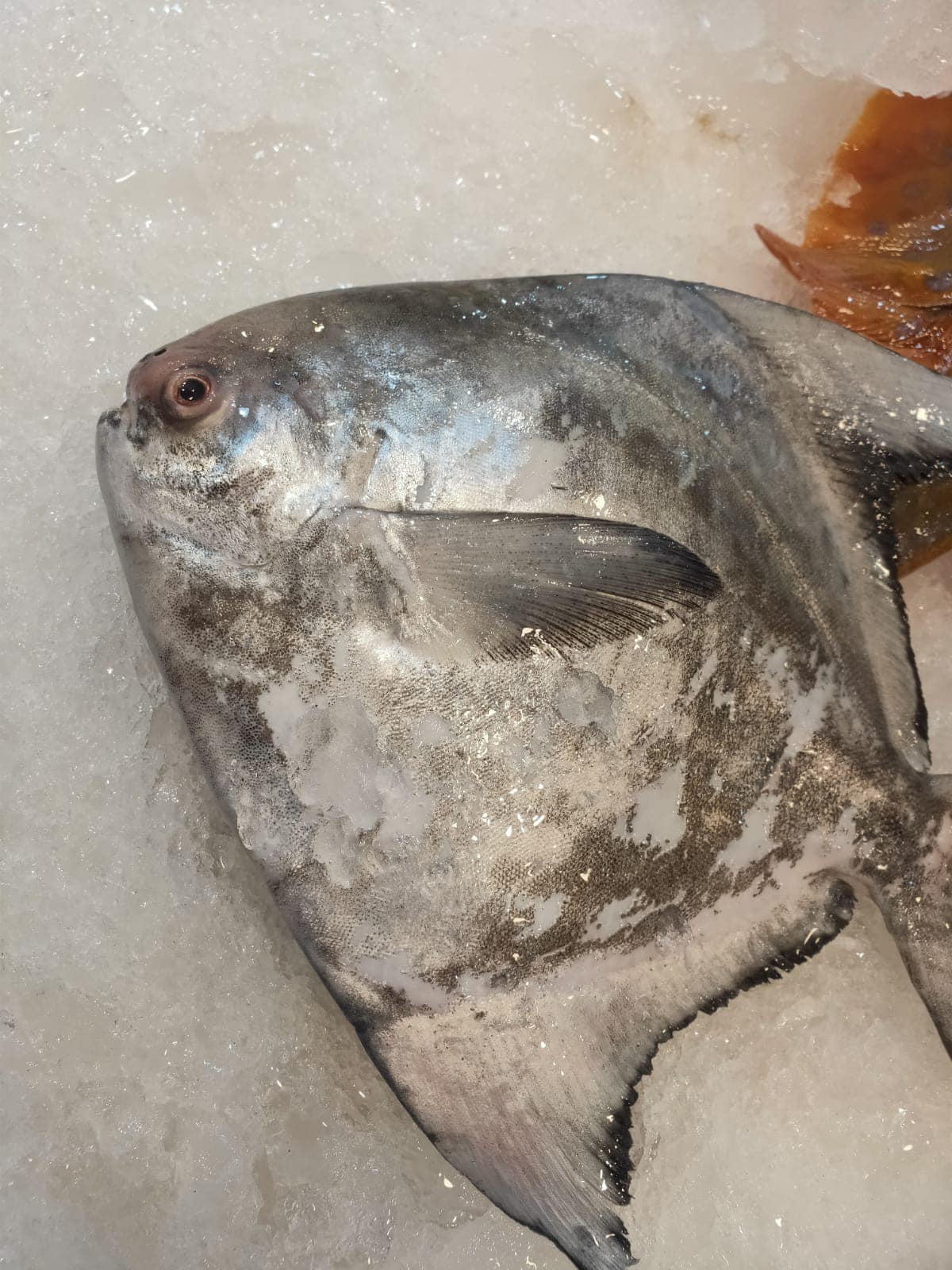Chinese Pomfret - 斗昌_0