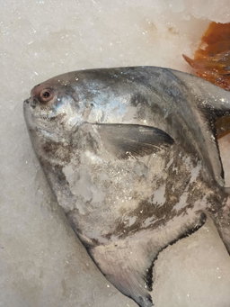 Chinese Pomfret - 斗昌