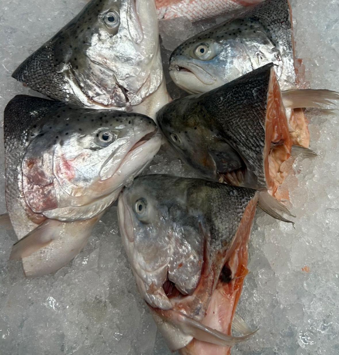 Salmon Head_0