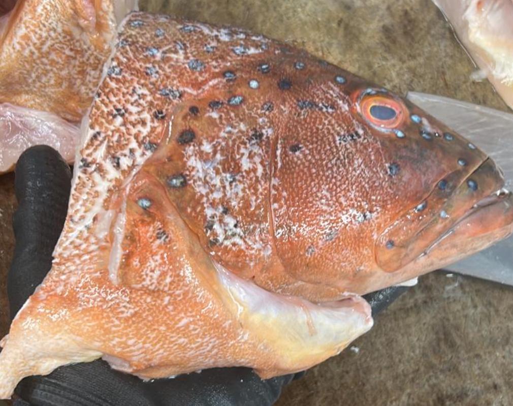 Red Garoupa Head